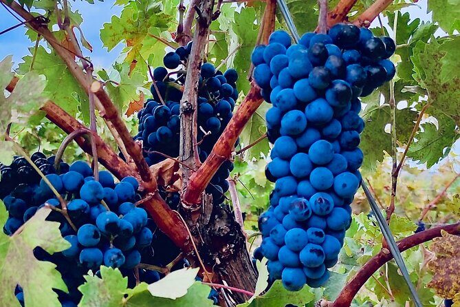 Visit Cuenca and a Vineyard in Spanish Tuscany from Madrid - Who Would Love This Tour?