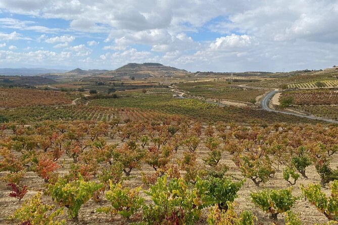 Visit Marques De Riscal & Picnic in Vineyard From Bilbao - Premium Wine Tastings