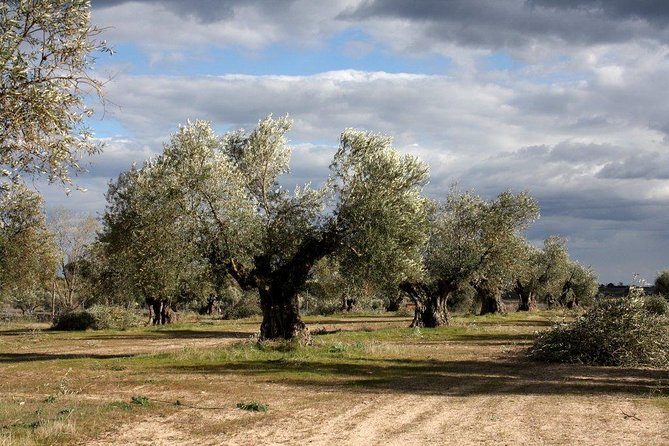 Visit Olive Grove Centenary With Oil Tasting Course - Good To Know