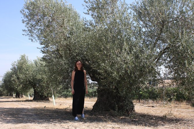 Visit Olive Grove Centenary With Oil Tasting Course - Location and Meeting Point