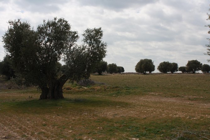 Visit Olive Grove Centenary With Oil Tasting Course - Start Time and Participant Limit
