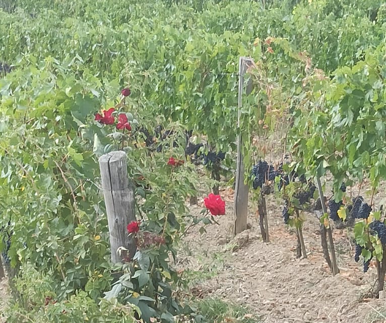 Visit Pisa & Lucca with lunch in a family-run winery - FAQ: Practical Questions About the Tour