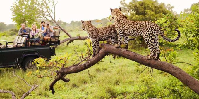 Visit Port Elizabeth :Addo Elephant Park Wildlife Safari - Discovering Addo Elephant Park