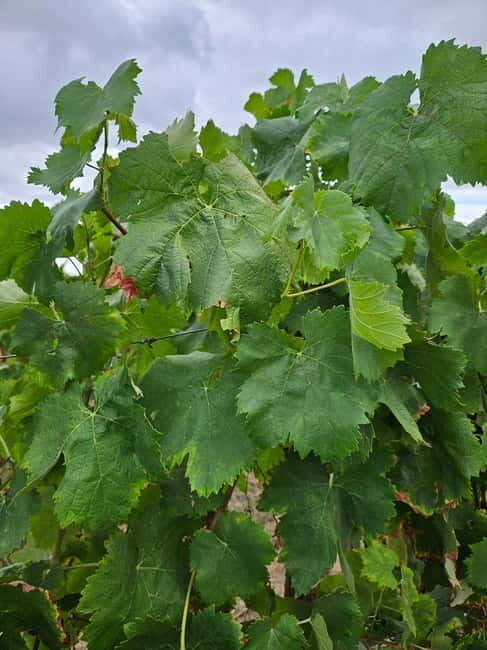 Visit Quinta de Sobre a Fonte with wine tasting and transportation - What Makes This Tour Stand Out?