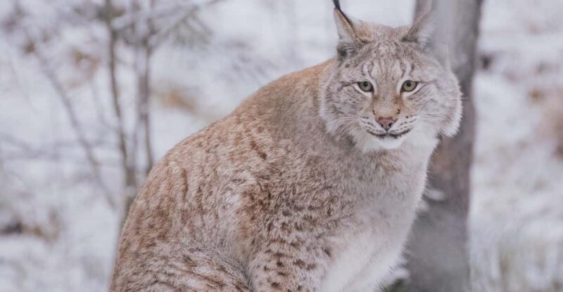 Visit Ranua Wildlife Park with Photographer - Key Points