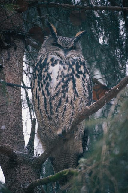 Visit Ranua Wildlife Park with Photographer - FAQ