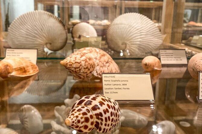 Visit Shell Museum Cavtat - A Detailed Look at the Shell Museum Experience