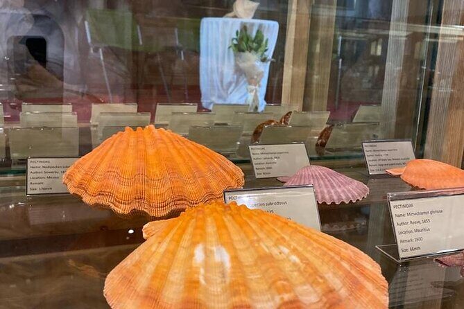 Visit Shell Museum Cavtat - FAQs