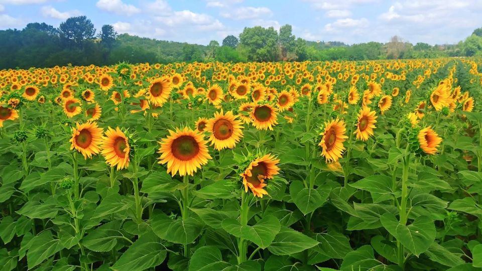 Visit Siena and San Gimignano With Lunch at a Family Farm - Wine Tastings and Lunch