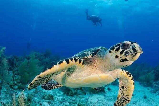 Visit the Cousteau Reserve By Boat Without a License - An In-Depth Look at the Experience