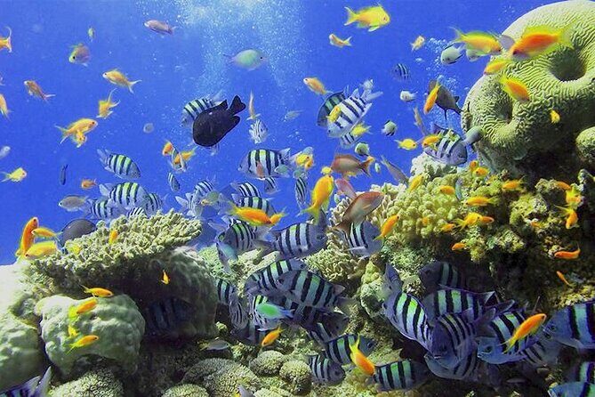 Visit the Cousteau Reserve By Boat Without a License - FAQ