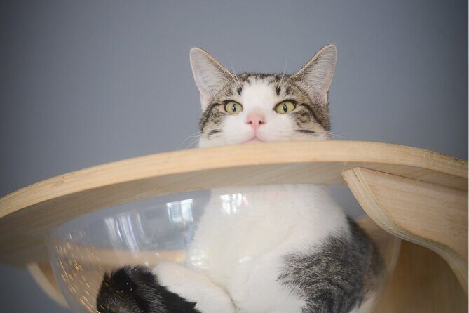 Visit the Rescued Cats of Cat Therapy - Key Points