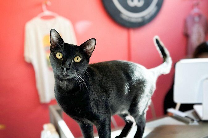 Visit the Rescued Cats of Cat Therapy - The Value of Your Visit