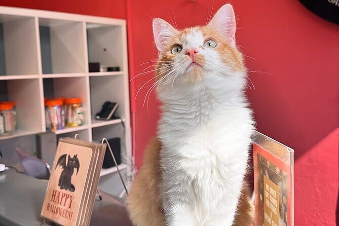 Visit the Rescued Cats of Cat Therapy - What to Expect When Visiting