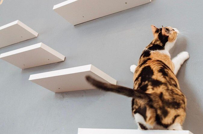 Visit the Rescued Cats of Cat Therapy - Authentic Perspectives from Visitors