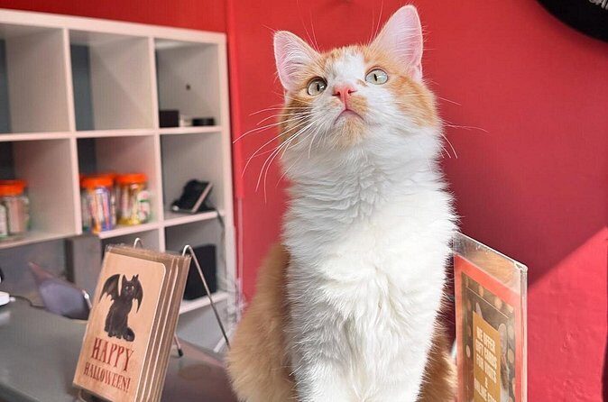 Visit the Rescued Cats of Cat Therapy - Final Thoughts on Value and Suitability