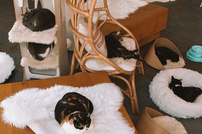 Visit the Rescued Cats of Cat Therapy - FAQ