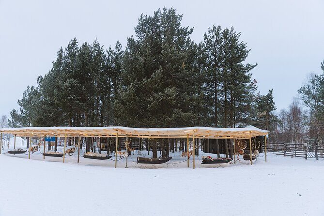 Visit the Sami and Reindeer in a Day Trip from Abisko - Pros and Cons Based on Real Feedback