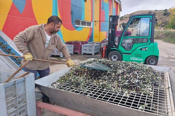 Visit to olive grove and olive mill with oil tasting and tasting - Supporting a Meaningful Project