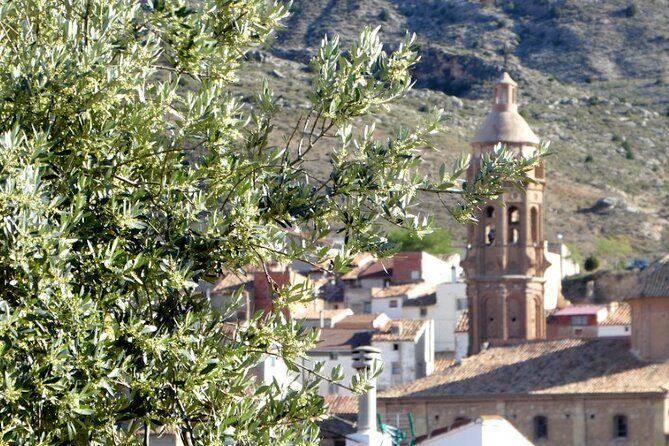 Visit to olive grove and olive mill with oil tasting and tasting - The Sum Up