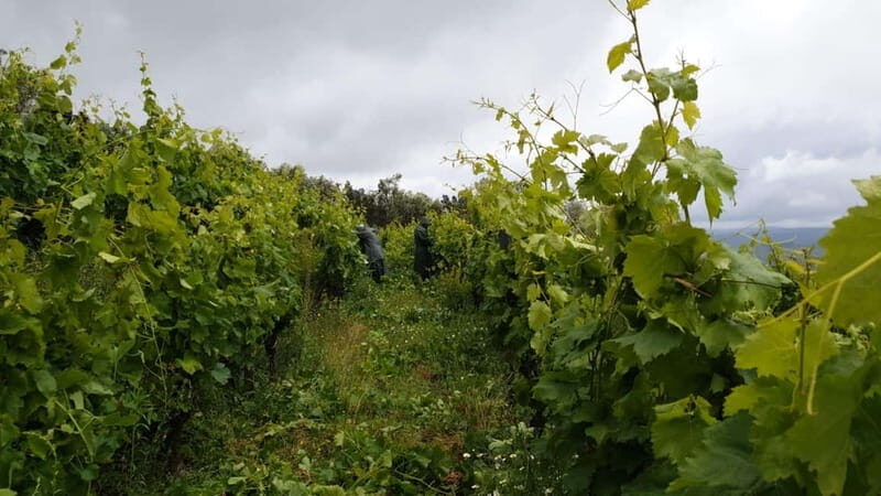 Visit to Quinta de Sobre a Fonte with wine tasting - pet friendly - The Practical Side