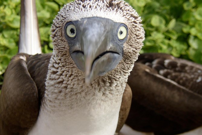 Visit to Spanish Island * (San Cristobal) * - Inclusions and Exclusions