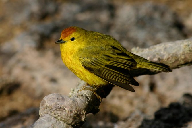 Visit to Spanish Island * (San Cristobal) * - Lowest Price Guarantee