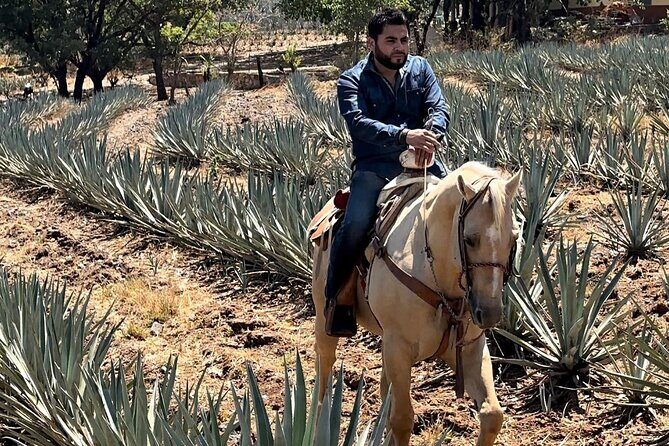 Visit to Tequila and Horseback Riding Among the Agave Landscape - Key Points