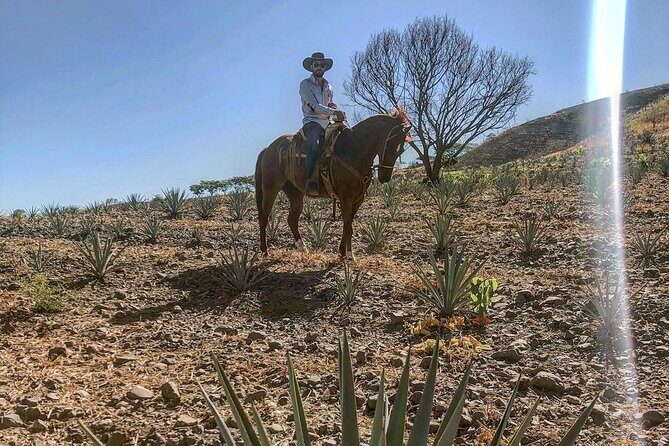Visit to Tequila and Horseback Riding Among the Agave Landscape - A Practical Look at the Tour Experience