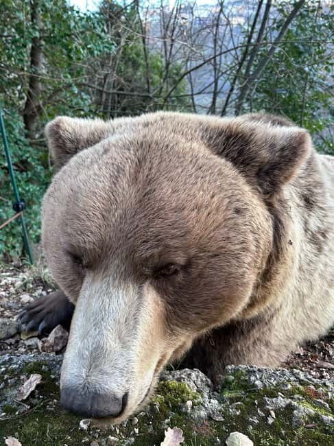Visit to the bear wildlife area and the medieval tower - What to Expect from the Tour