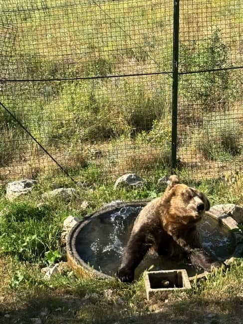 Visit to the bear wildlife area and the medieval tower - Detailed Breakdown of the Itinerary