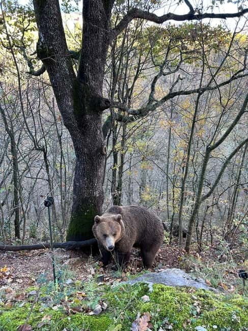 Visit to the bear wildlife area and the medieval tower - Authentic Insights from Visitors