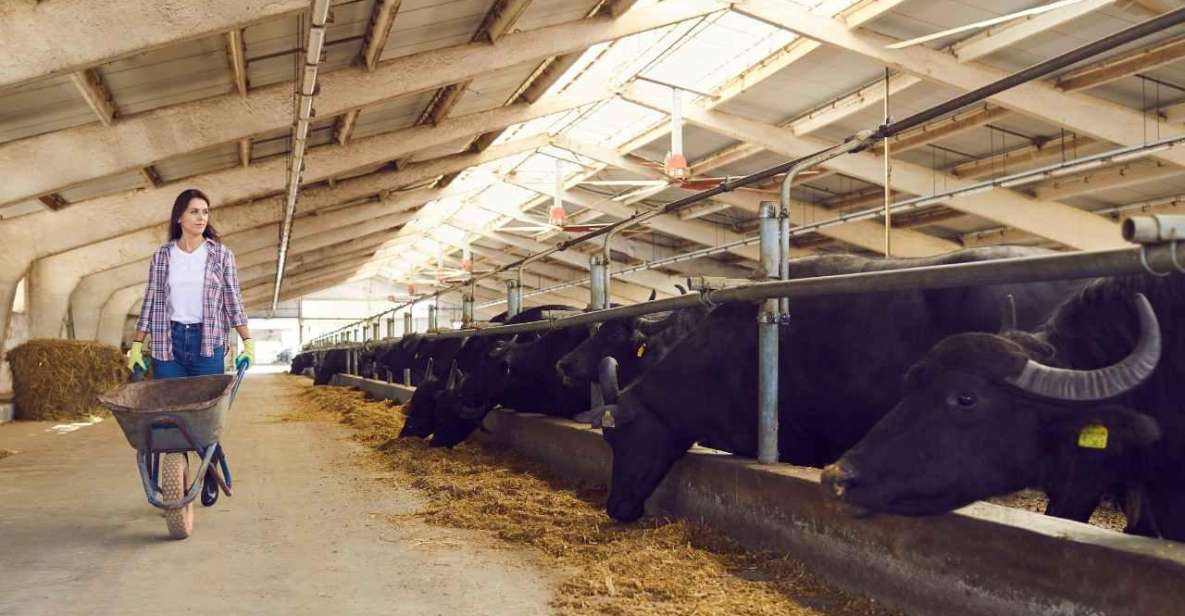 Visit to the Dairy in Paestum With Lunch - Local Culinary Delights
