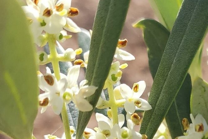 Visit to the Oil Mill With EVOO Experiences in Cuenca - Exceptional Customer Feedback