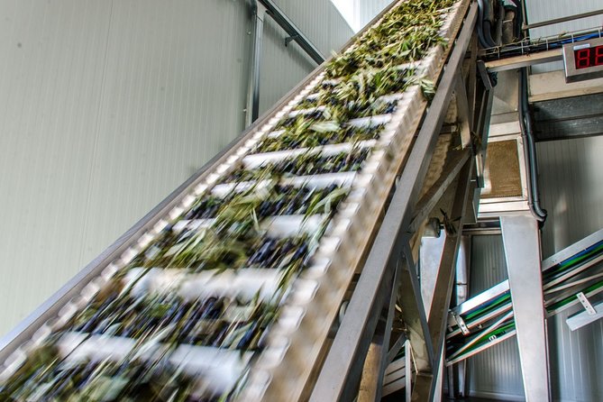 Visit to the Oil Mill With EVOO Experiences in Cuenca - Exploring Cuencas Olive Heritage