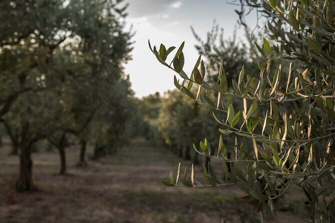 Visit to the olive grove, oil tasting and lunch at the farm - A Closer Look at the Experience