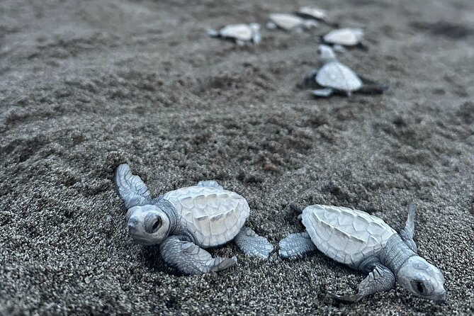 Visit Tortuguero Camp & Turtle Release - Educational Focus and Highlights