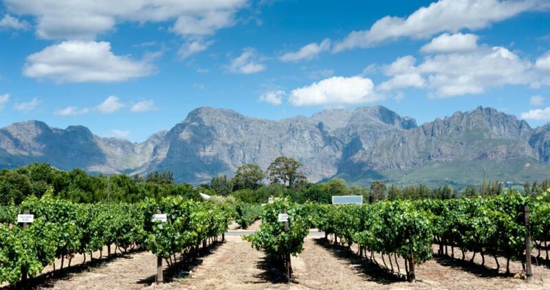 Visit Winery in Guadalest - Guided Tour of Mas De Ondara Winery