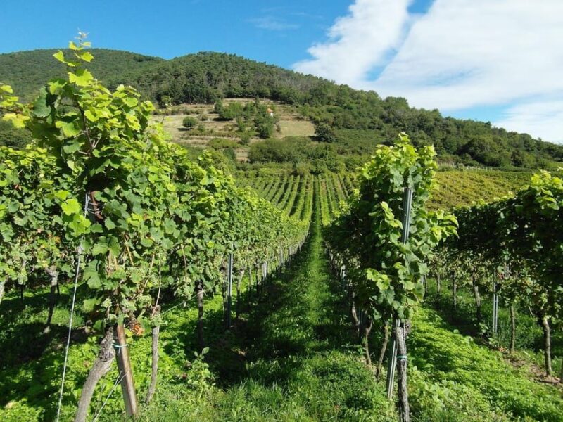 Visit Winery in Guadalest - Small Group Experience
