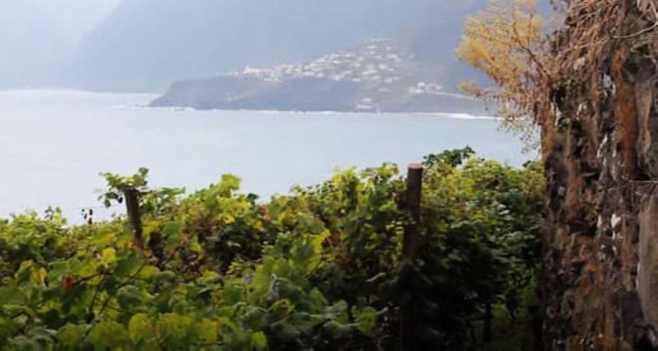 Visiting Local Vineyard With Wine Tasting & Lunch Included - Key Points