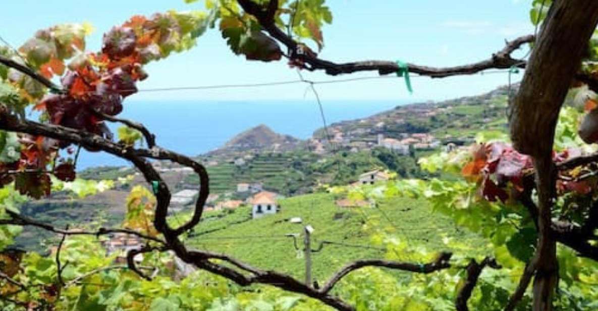 Visiting Local Vineyard With Wine Tasting & Lunch Included - Madeira Wines Route