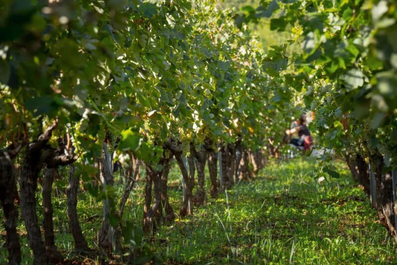 Vodice: Vinarija Birin Winery Tour with Wine Tasting - Practical Details: What You Need to Know