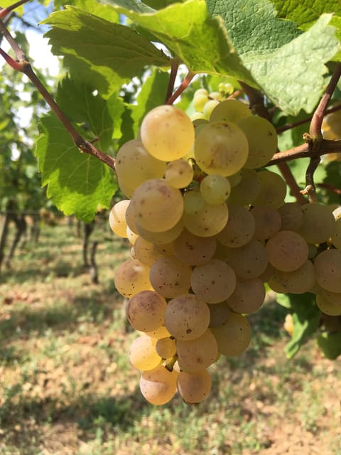 Vœgtlinshoffen: Alsace Wine Tasting - Key Points