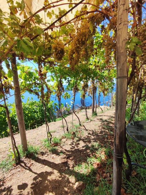 Volastra: BarCa Wine Tasting in Cinque Terre and Pesto Class - Experiencing the BarCa Wine Tasting and Pesto Class