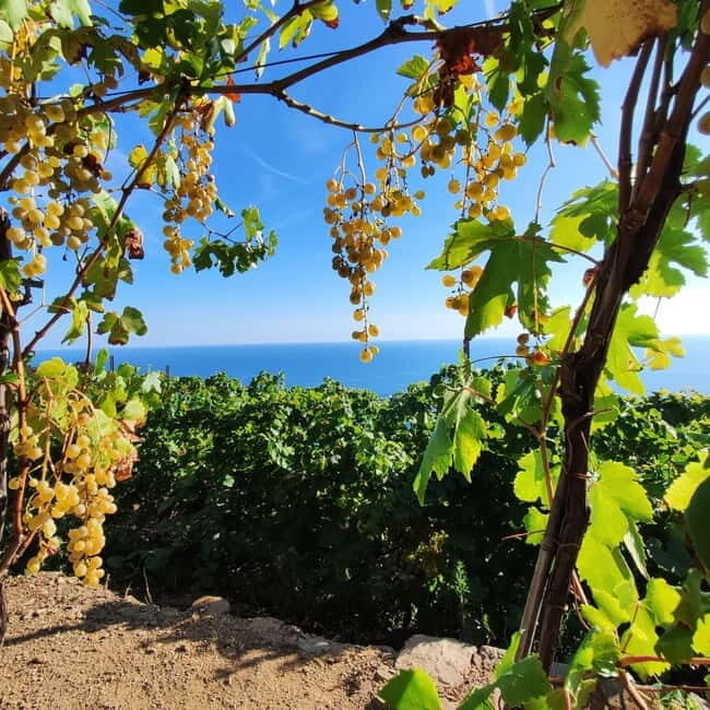 Volastra: BarCa Wine Tasting in Cinque Terre and Pesto Class - Key Points