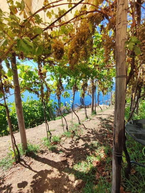 Volastra: BarCa Wine Tasting in Cinque Terre and Pesto Class - A Scenic Walk Over Vineyards with Sea Views