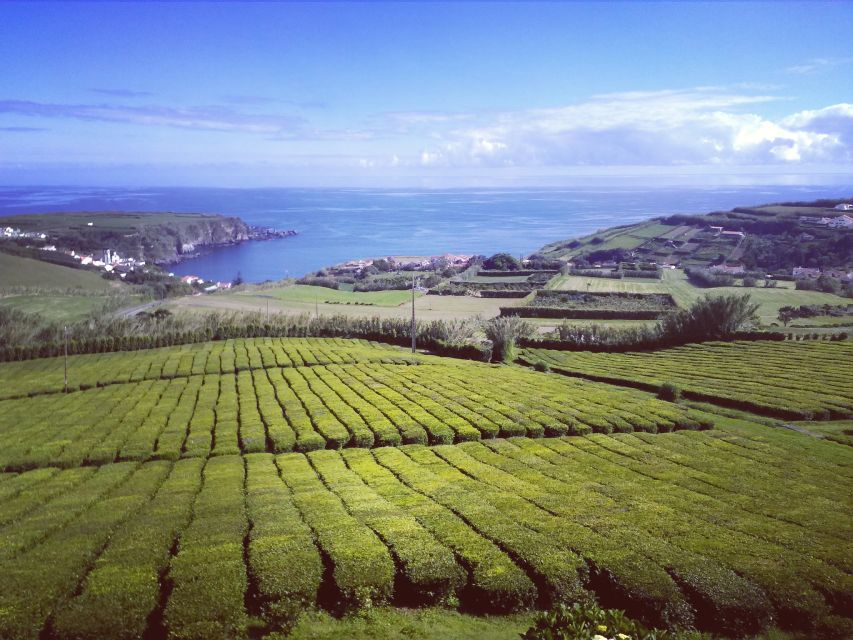 Volcanic Tour & Tea Plantage (3 People) - Tour Highlights