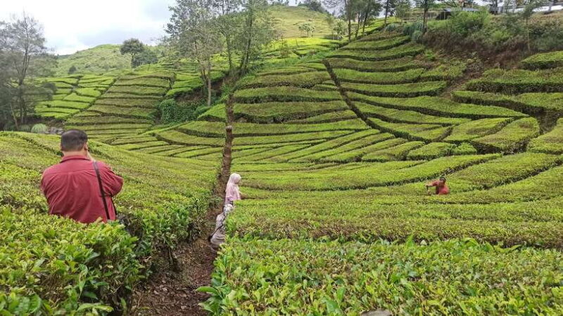 Volcano, Hot Spring, Mud Bathing, & Tea Tour all included - Final Word
