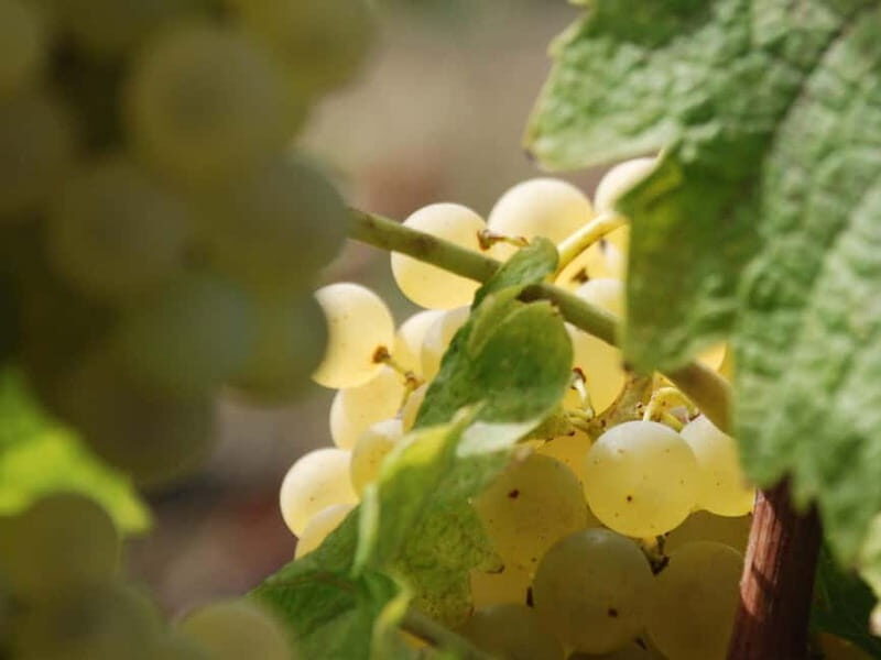 Volterra: Winery Guided Tour and Experience with Tasting - A Deep Dive into the Winery Tour Experience