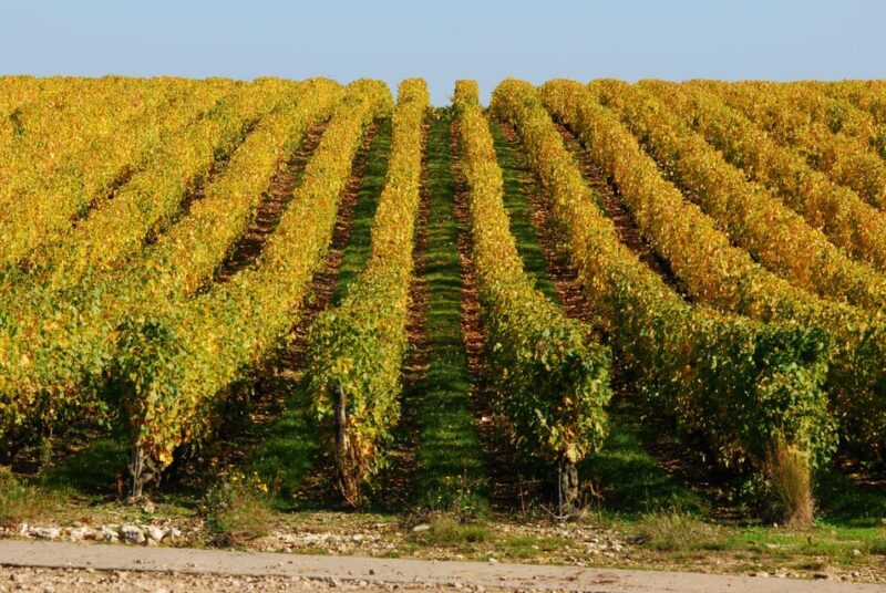 Vouvray Wine Half-Day Tour From Tours - Tour Experience and Highlights